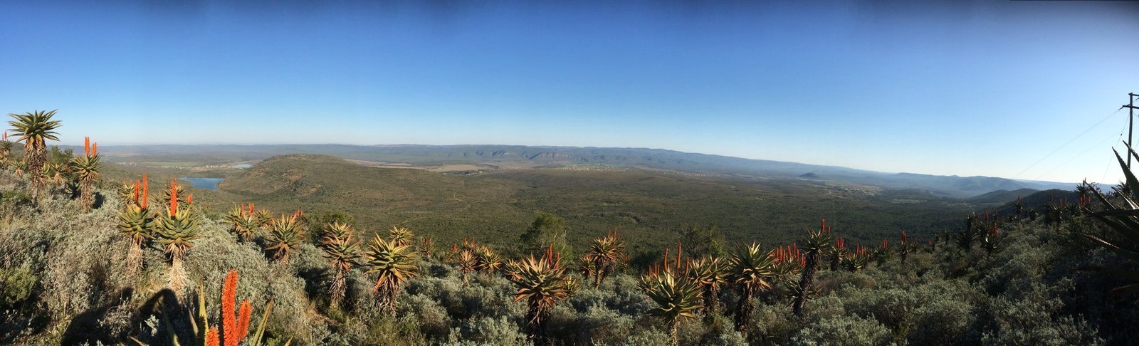 Aloes across an Eastern Cape valley