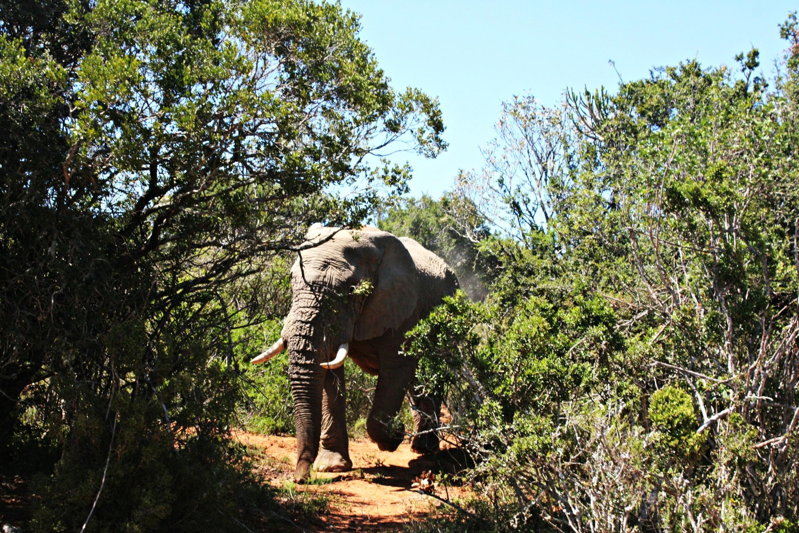 An elephant at close quarters in the bush