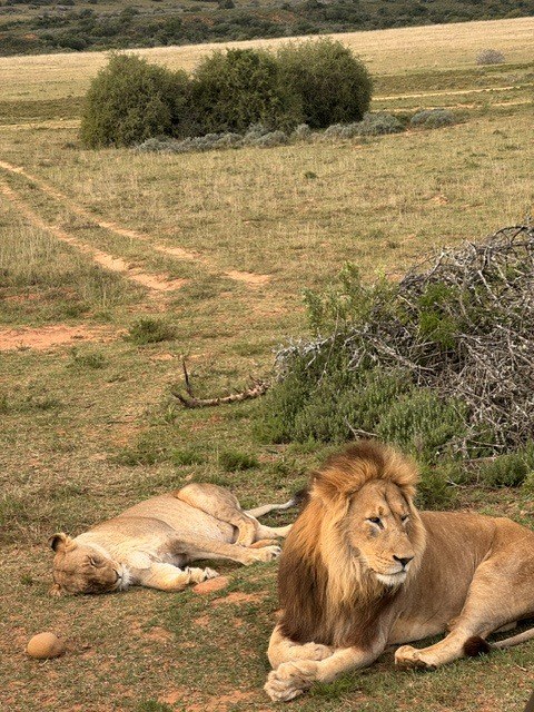 Lions at rest on a game drive