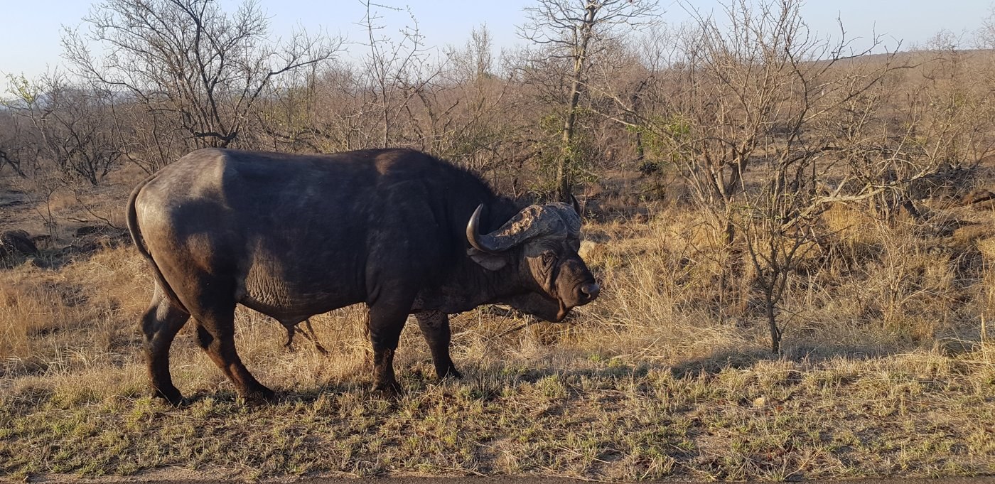 Buffalo in the veld