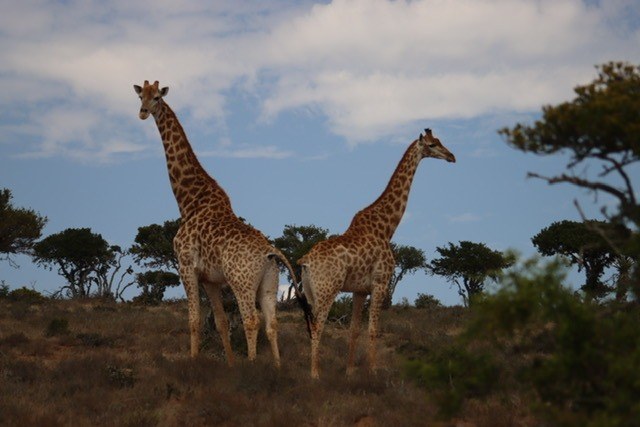 Giraffe in open country