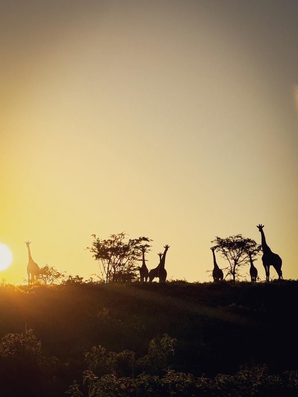 Giraffe silhouetted against an Eastern Cape sunset