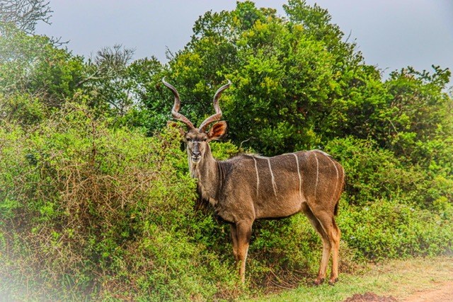 A kudu bull in the bush