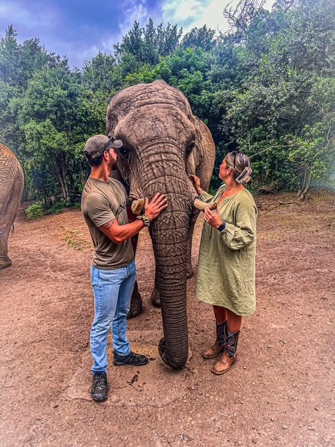 Walking with elephants