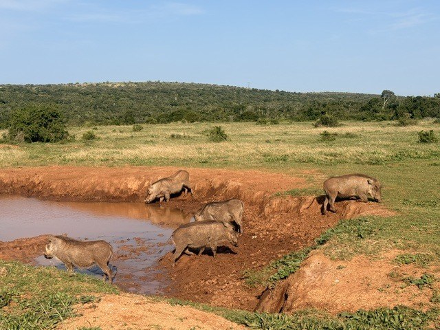 Warthog at the waterhole