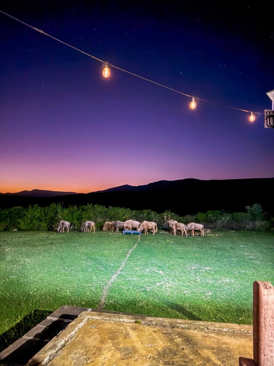 Wildebeest under the lights at night