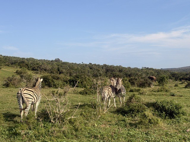 Zebra grazing near the lodge